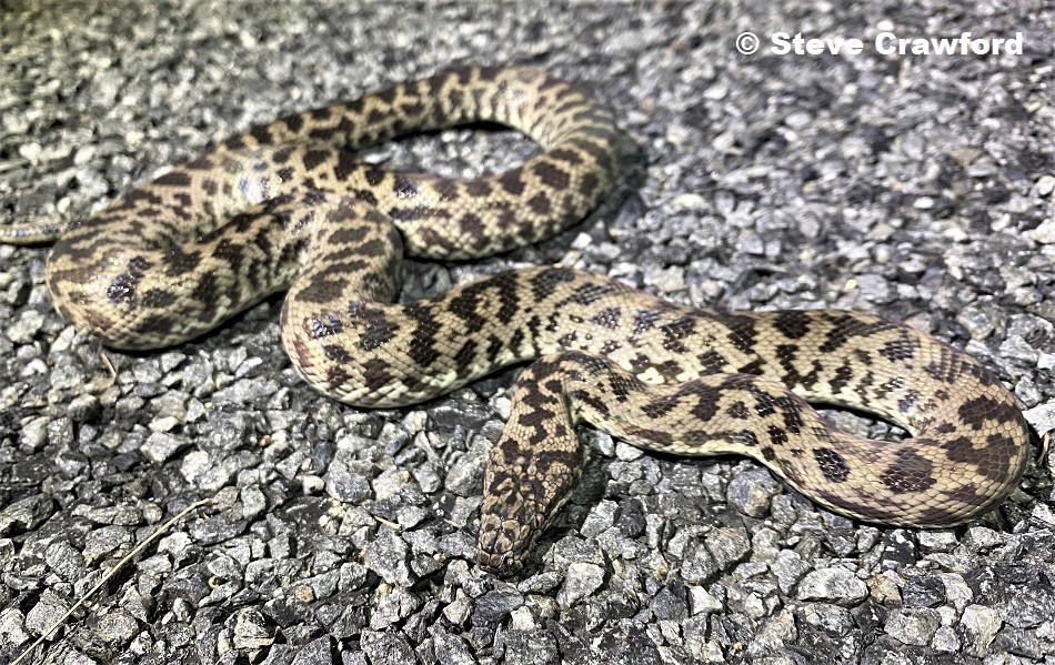 Spotted Python (Antaresia maculosa)